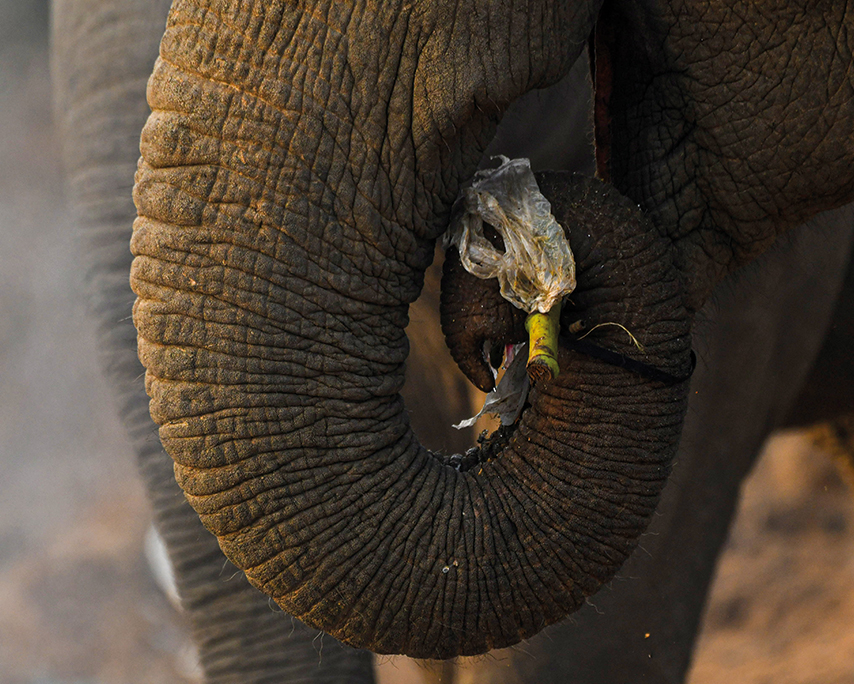 The true cost of food loss and waste