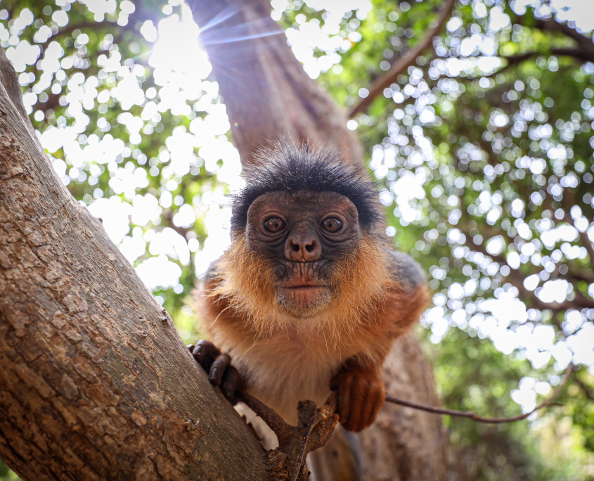 International Day of Forests